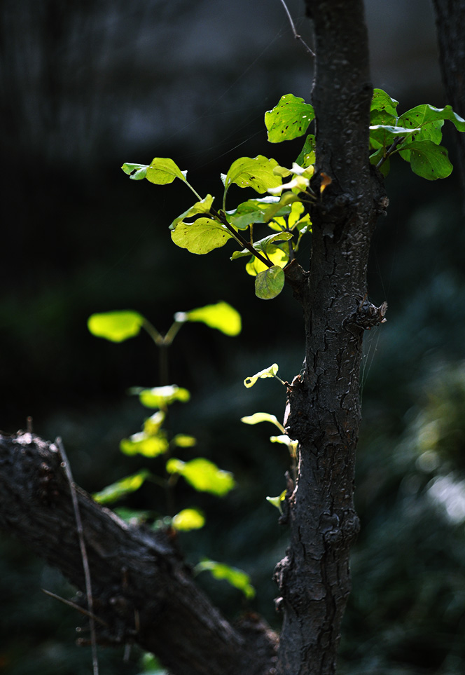 DSC_0010.JPG