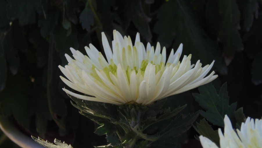conew_pa310266.jpg