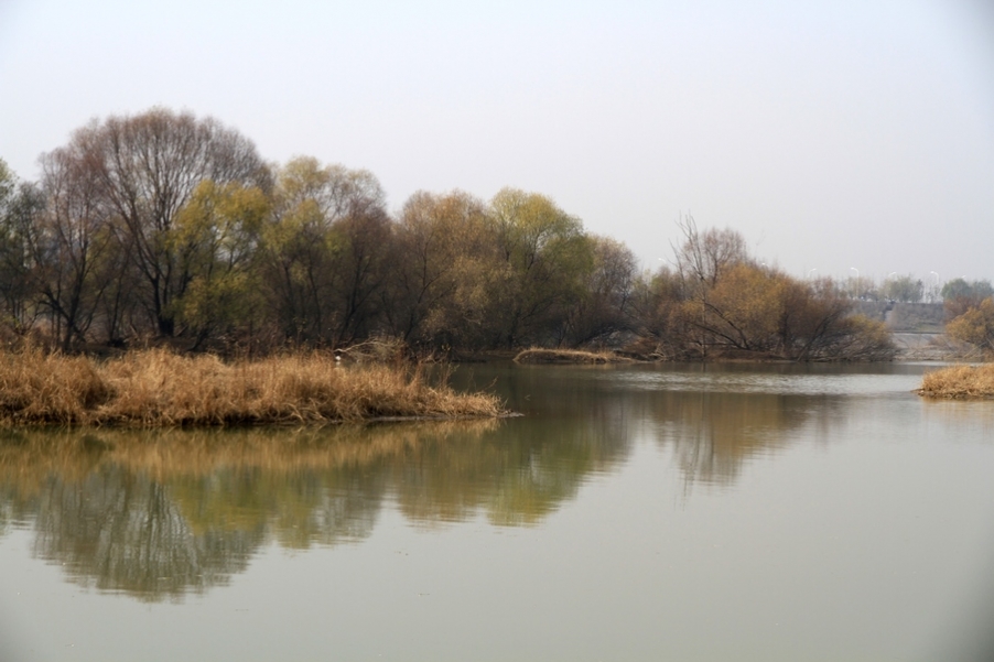 浐灞秋景 526.jpg