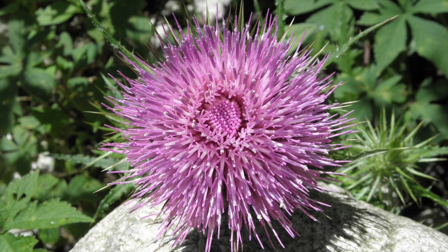 P7101584.JPG