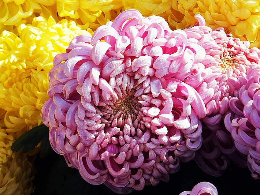 DSCF8080_副本.jpg