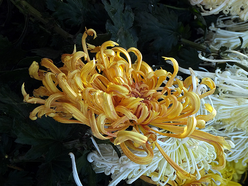 dscf8422_副本.jpg