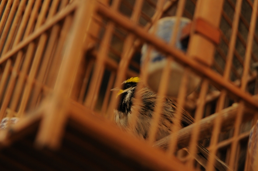 DSC_0101a.jpg