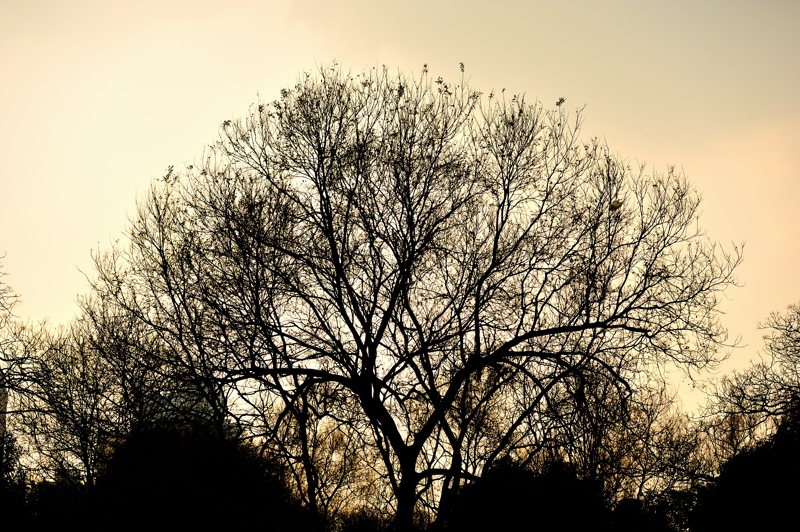 HOU_2633.jpg