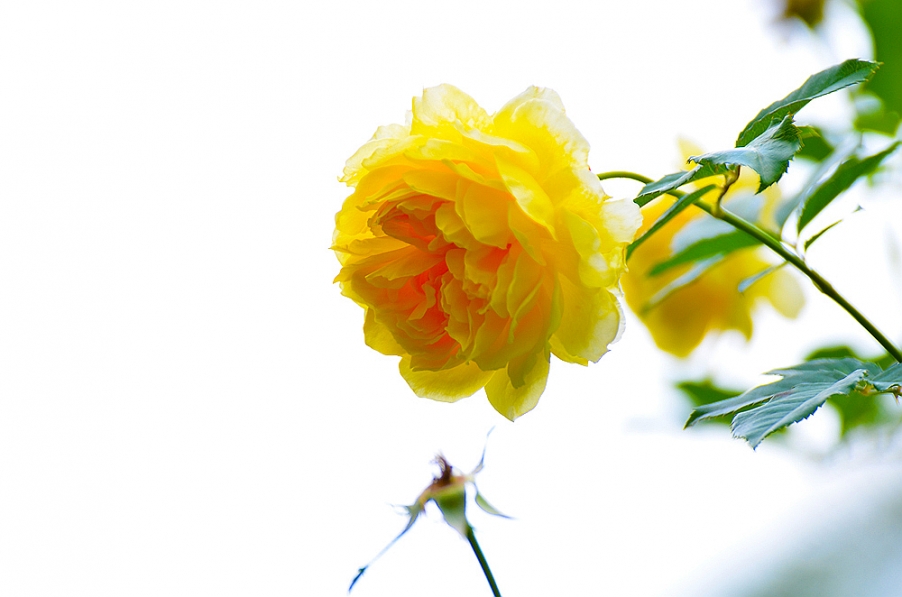 DSC_1578.jpg