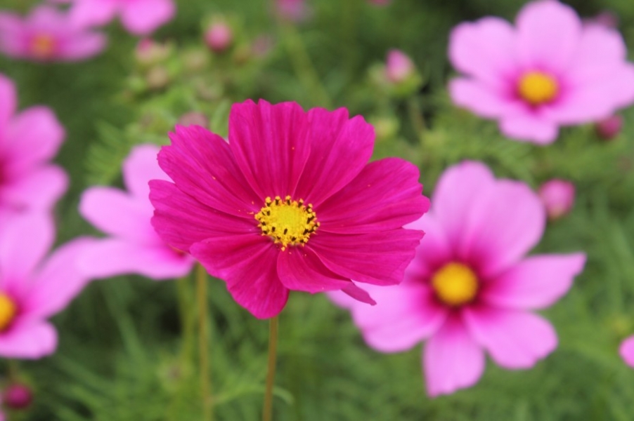 一花一世界