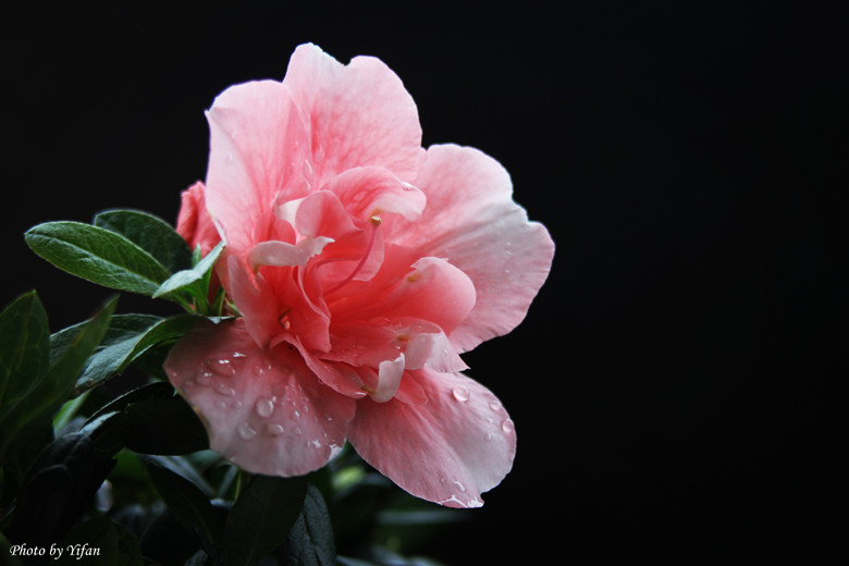 一朵杜鹃花.jpg