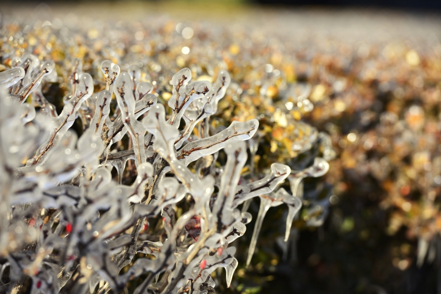 _DSC5900.jpg