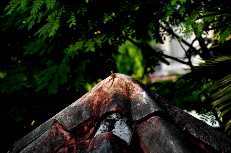 DSC_0303.jpg