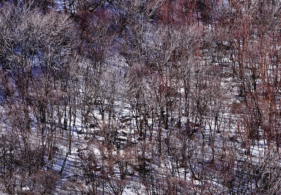DSC_0268.jpg