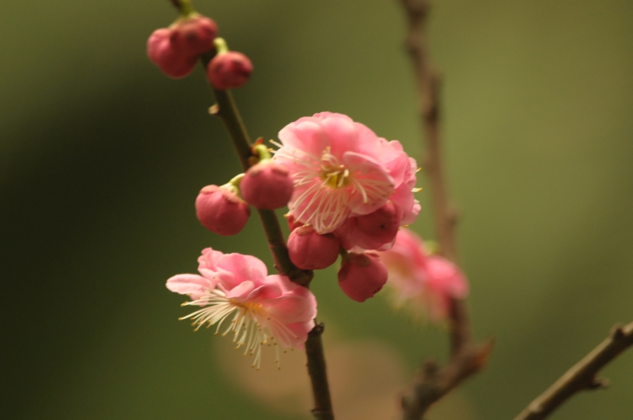 2013.1.20 017.jpg
