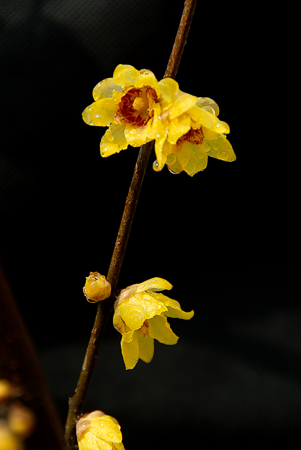 腊梅花 (24).jpg