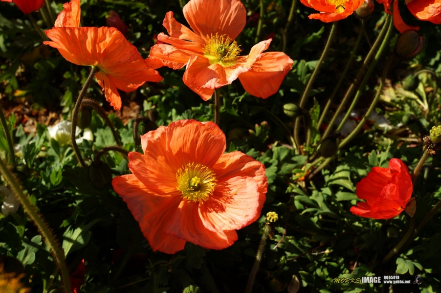 DSC01633a.jpg