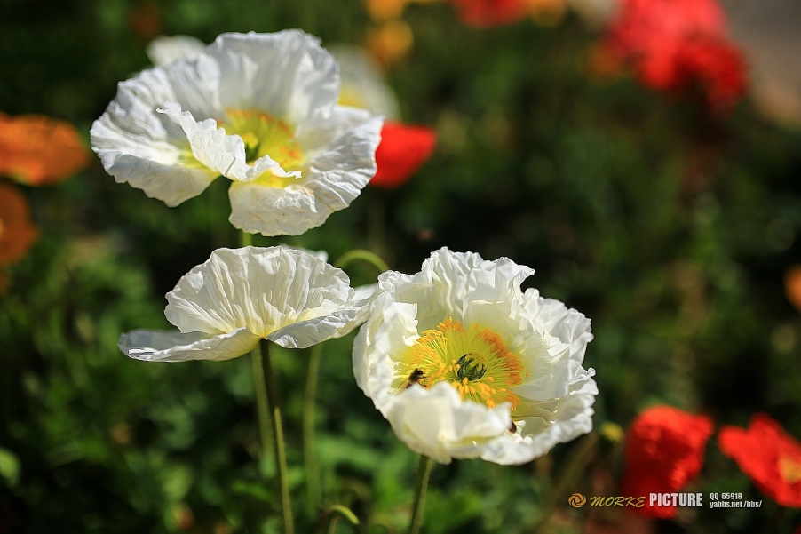 1G8A9453a.jpg