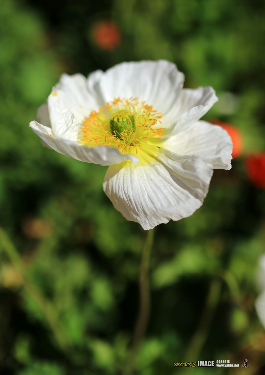 1G8A9461a.jpg
