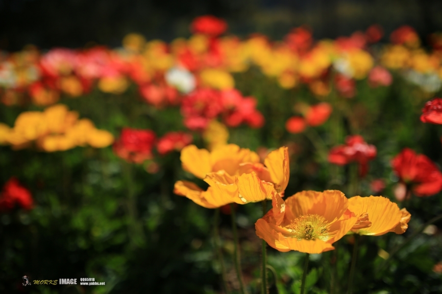 1G8A9470a.jpg