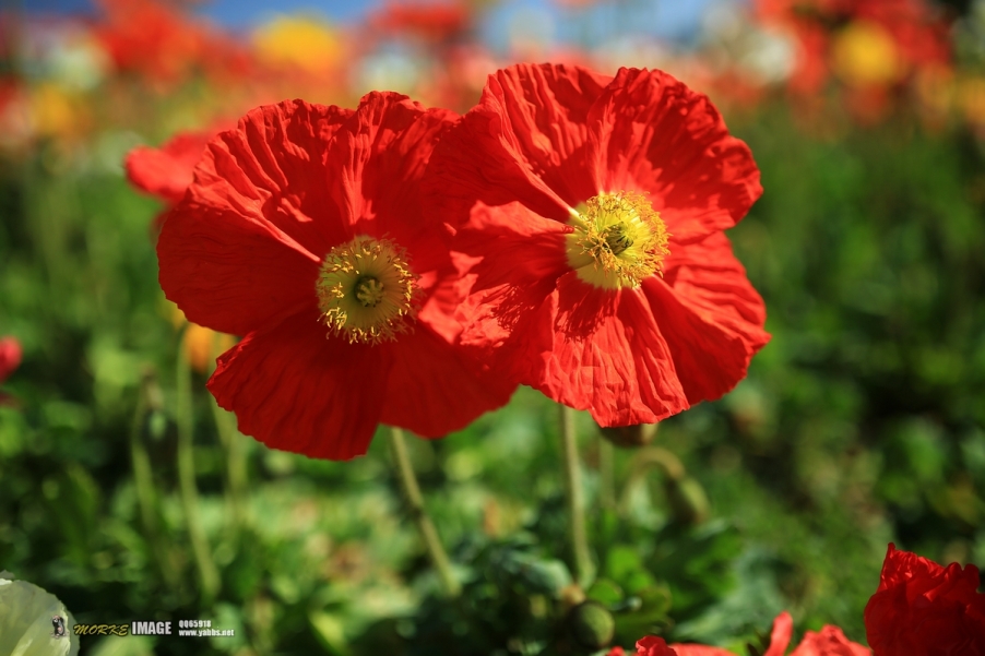 1G8A9450a.jpg