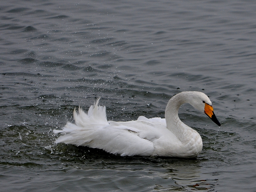 DSC_0606.jpg