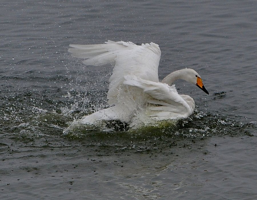 DSC_0633a.jpg
