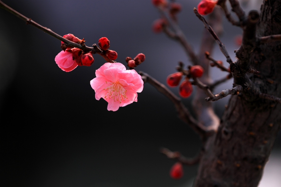 植物园梅花2.JPG