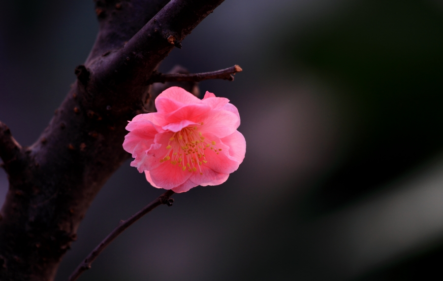 植物园梅花5.JPG