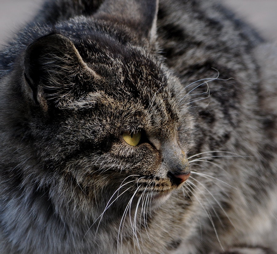 DSC_0083a.jpg