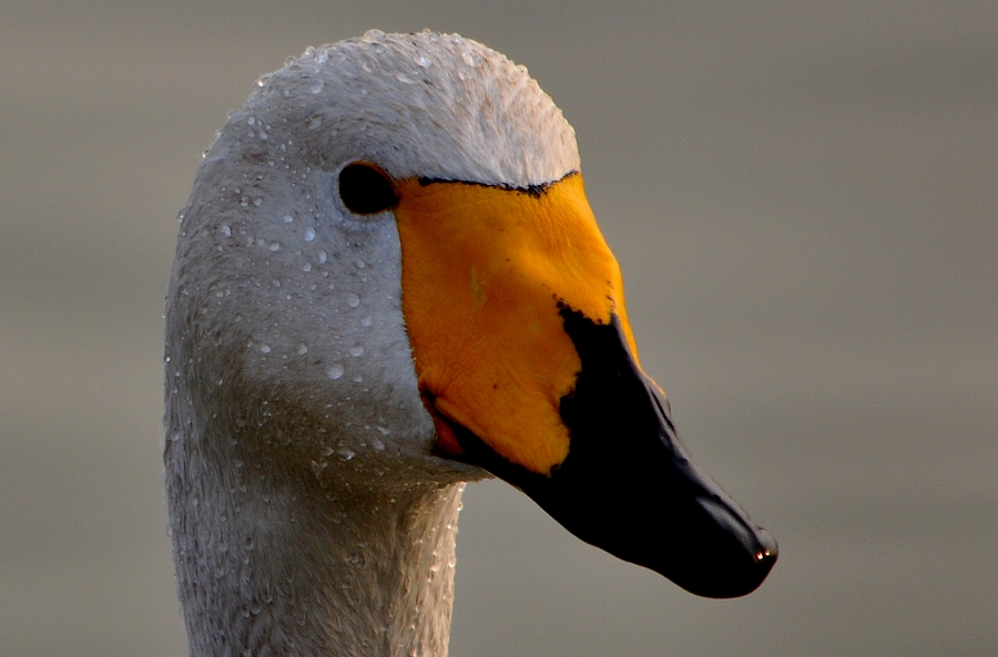 DSC_0048.jpg