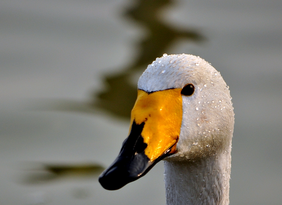 DSC_0049.jpg