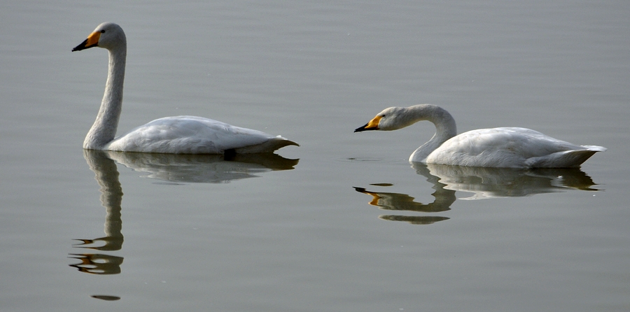 DSC_0172.jpg