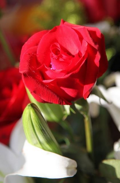 IMG_7462.JPG