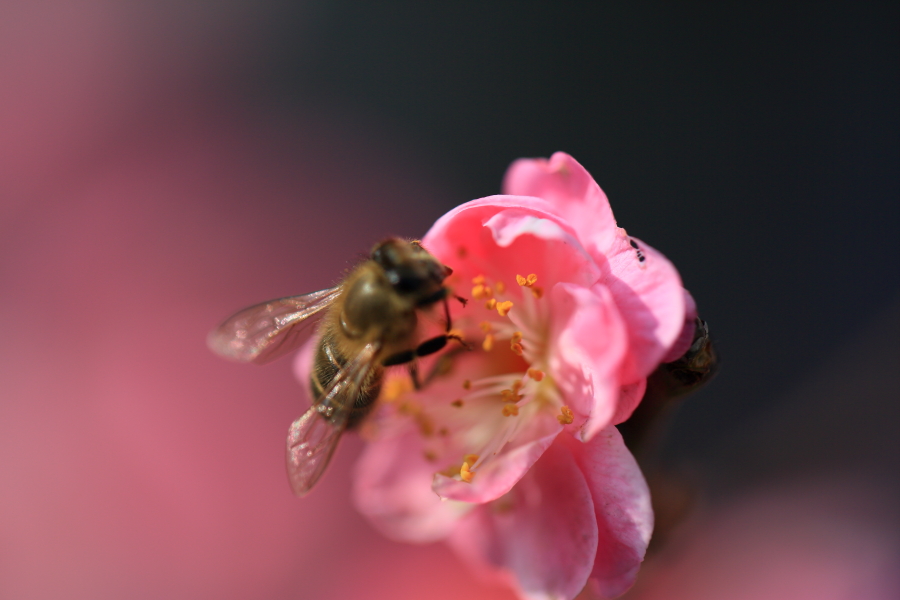 春节拍片0001.JPG