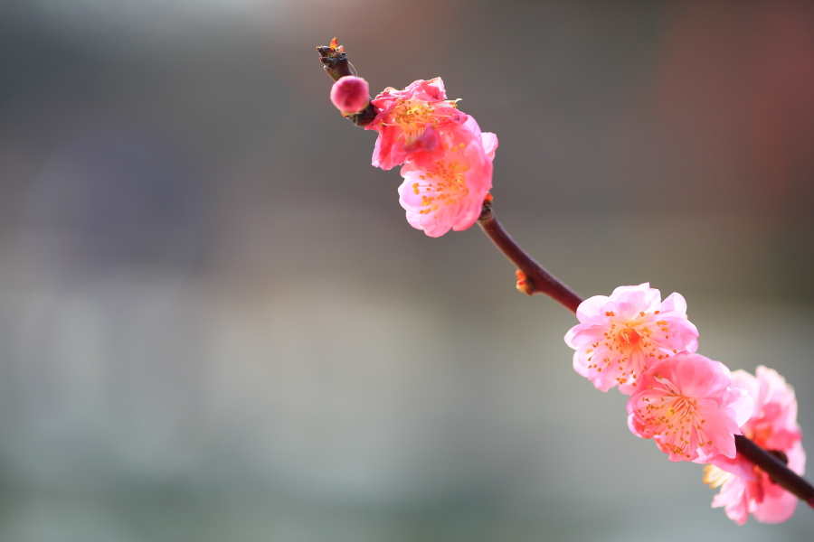 春节拍片10054.JPG