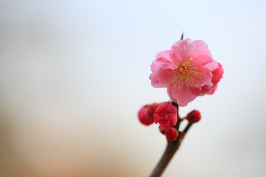 春节拍片10071.JPG