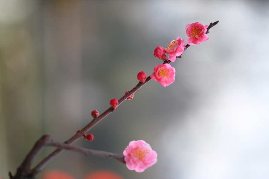 春节拍片10087.JPG