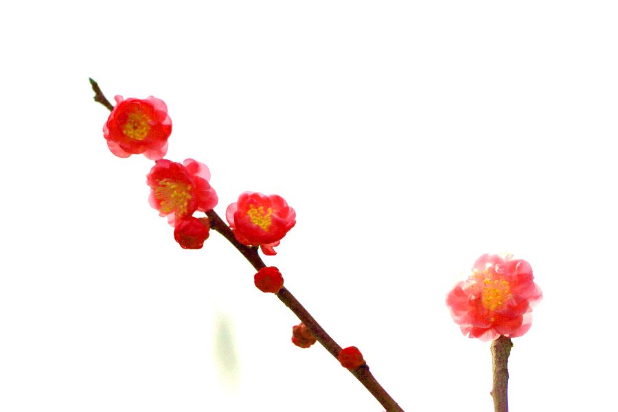 春节拍片10092.JPG