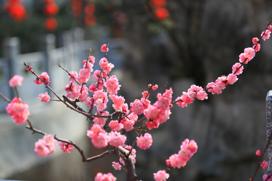 春节拍片10174.JPG