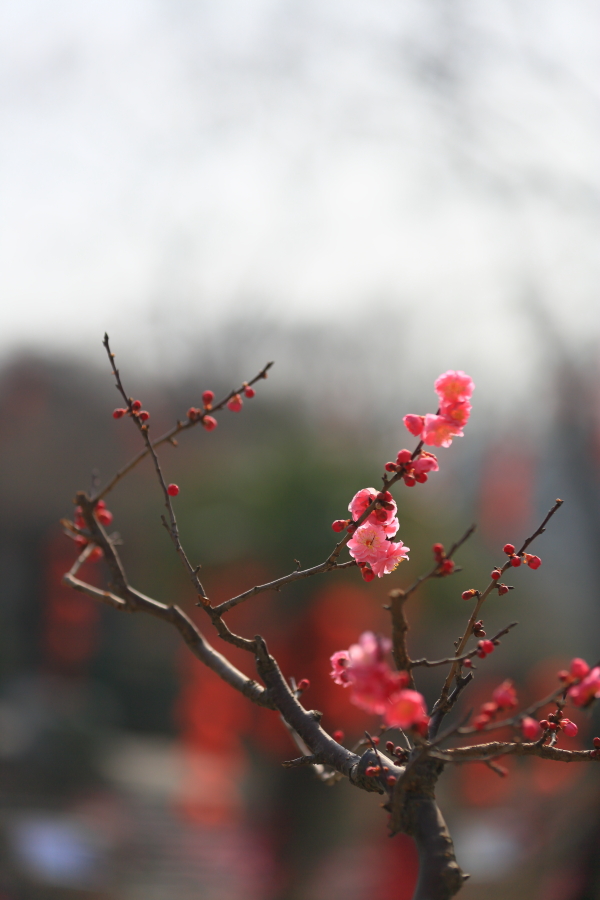春节拍片10190.JPG