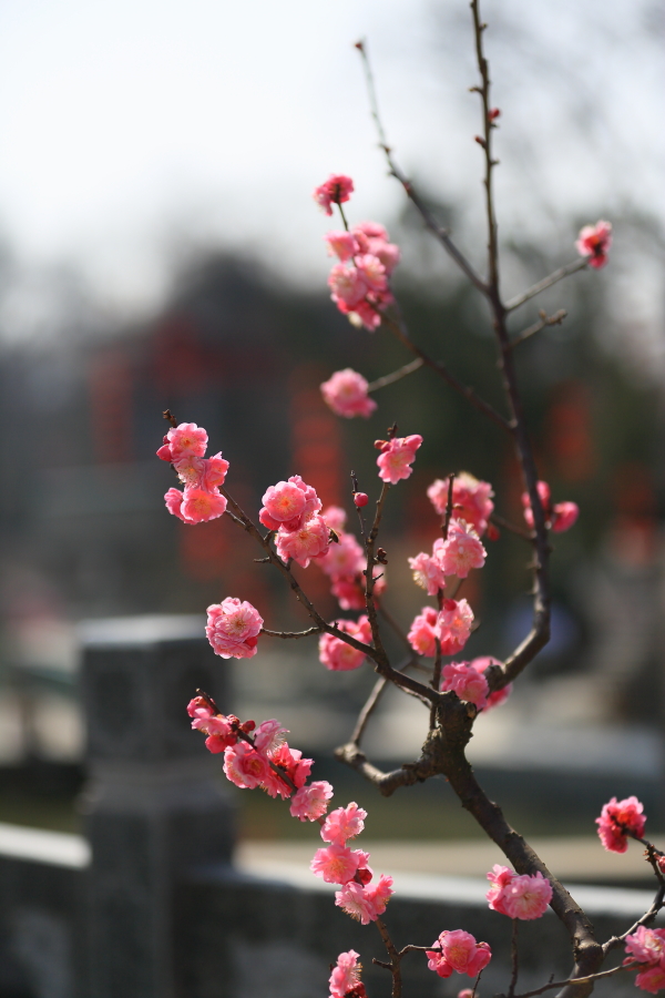 春节拍片10168.JPG
