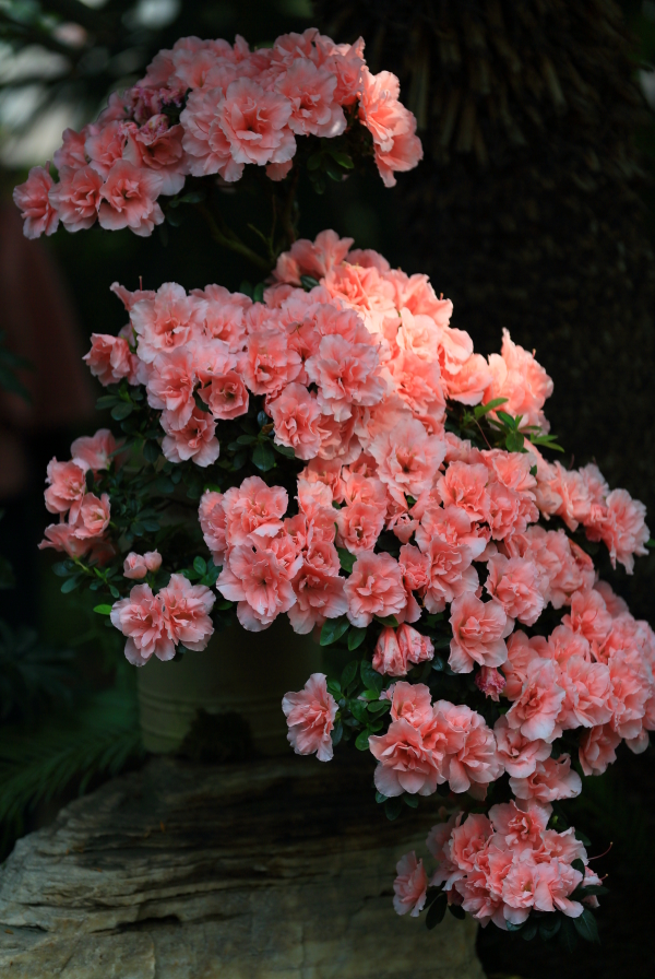 春节拍片10153.JPG