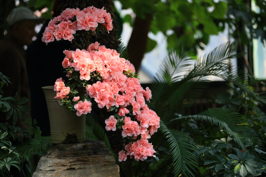 春节拍片10143.JPG