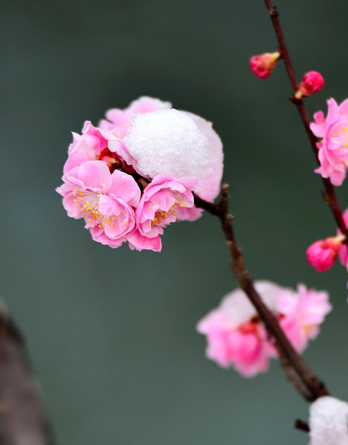 nEO_IMG_梅花15.jpg