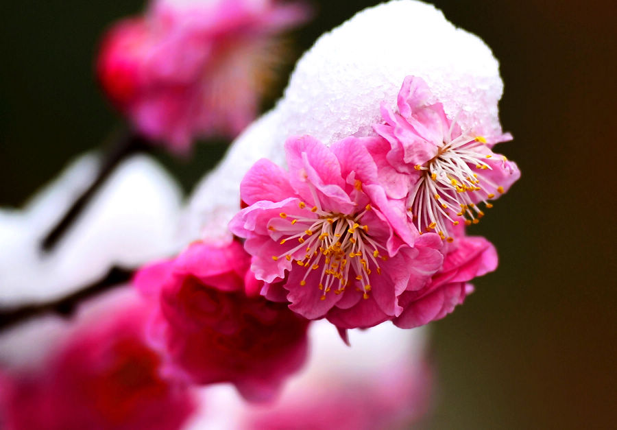 nEO_IMG_梅花1.jpg