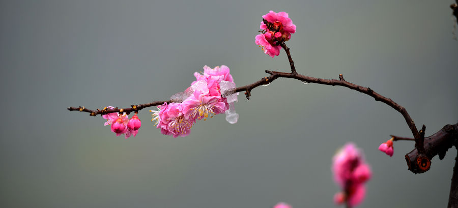 nEO_IMG_梅花19.jpg