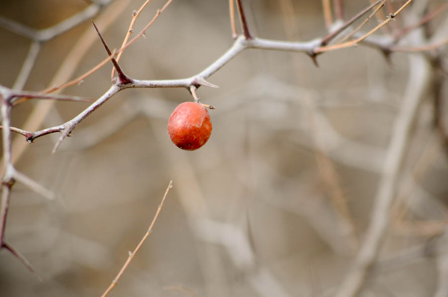_DSC8684.jpg
