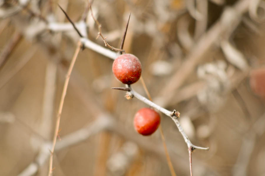 _DSC8686.jpg