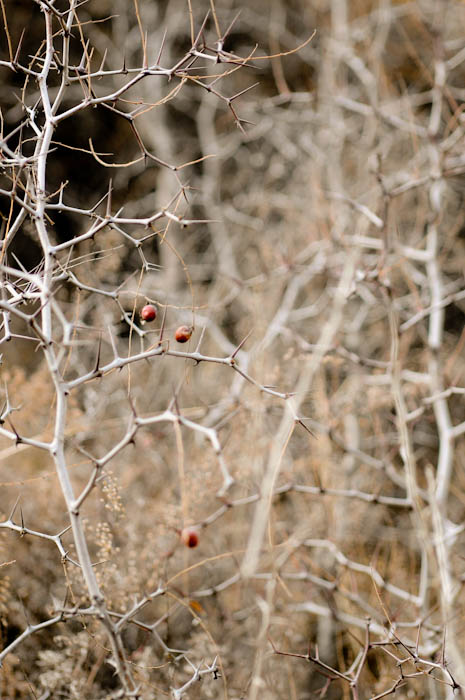 _DSC8687.jpg