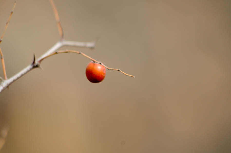 _DSC8695.jpg