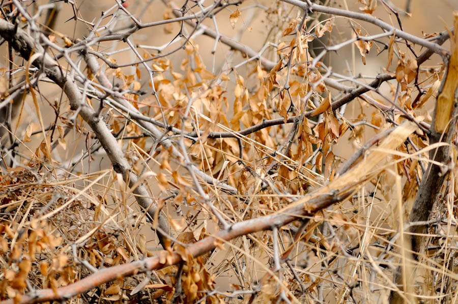 _DSC8697.jpg