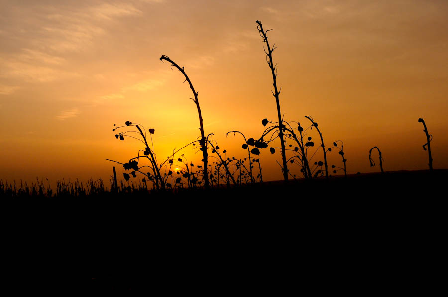 _DSC9314.jpg
