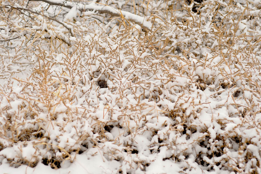 _DSC9103.jpg